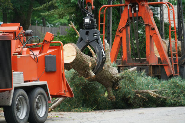 Best Arborist Services Near Me  in Marble Hill, MO